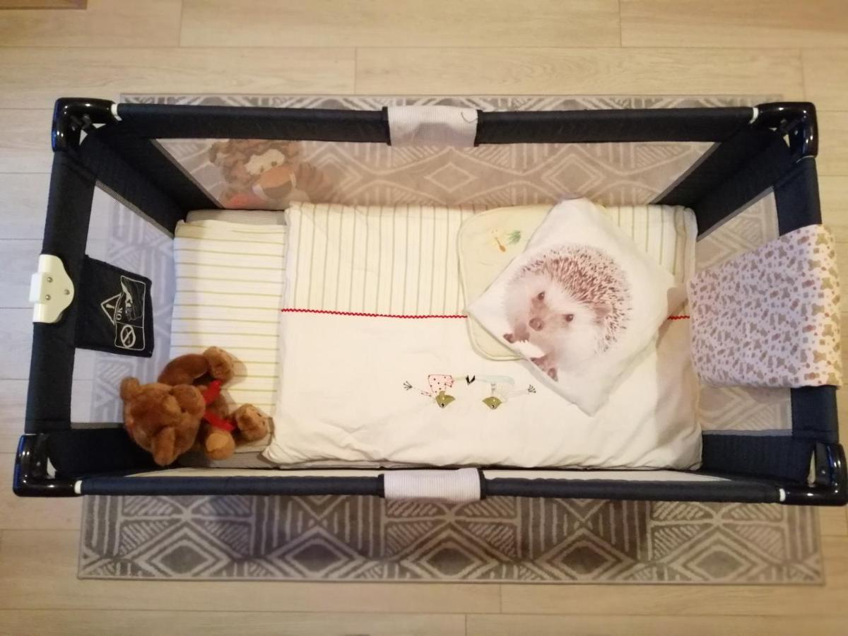 Domki Sowi Kamien Lomnica  Esterno foto